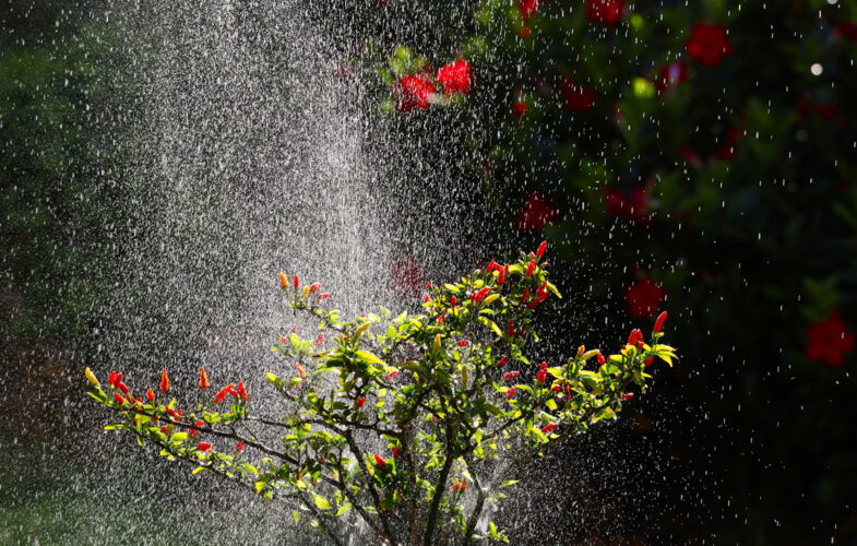 Send your best photos from Maui County to mauiphotos@mauinews.com for a chance to see them featured on our website and in our weekly print edition.